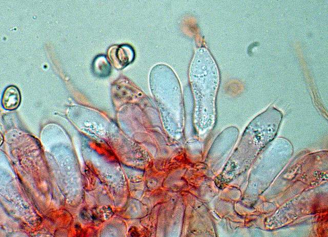 Pluteus mammifer  Romagnesi